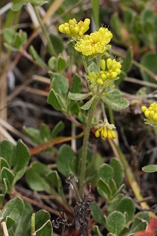 <i>Eriogonum umbellatum</i> Species of wild buckwheat