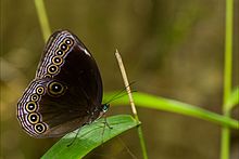 Ethope himachala GaroHills Meghalaya.jpg