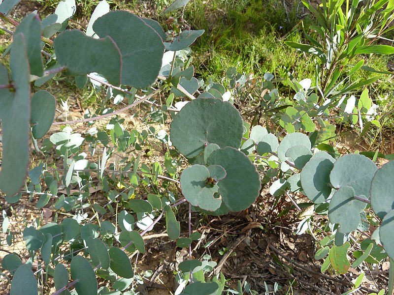 File:Eucalyptus bridgesiana (5369783894).jpg