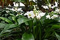 アマゾンユリ Eucharis grandiflora