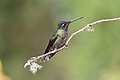 * Nomination Talamanca hummingbird (Eugenes spectabilis), Costa RIca --Bgag 03:00, 1 April 2024 (UTC) * Promotion  Support Good quality.--Agnes Monkelbaan 04:14, 1 April 2024 (UTC)