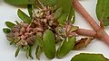 Euphorbia maculata 3.jpg