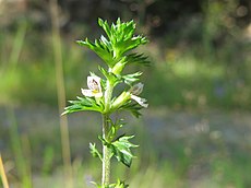 Euphrasia micrantha flower (01).jpg