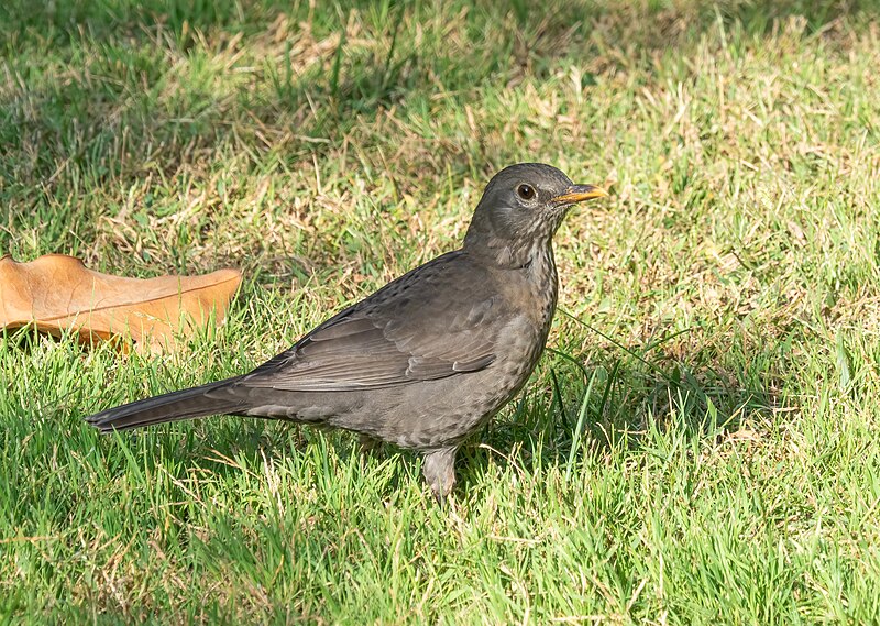 File:Eurasian blackbird (12402).jpg