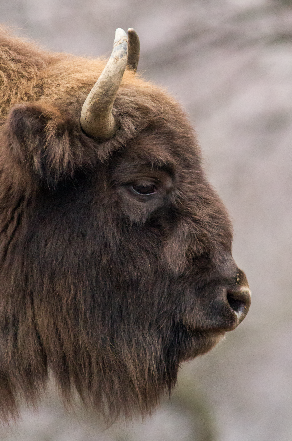 File European Bison Portrait Png Wikimedia Commons