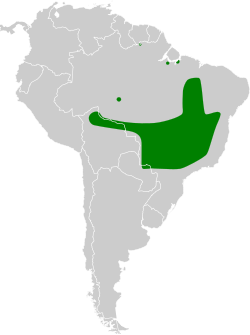 Distribución geográfica del tiranuelo flanquirrufo.