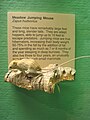 Exhibit Museum of Natural History, Ann Arbor - IMG 9049.JPG