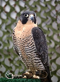 Falco peregrinus tethered