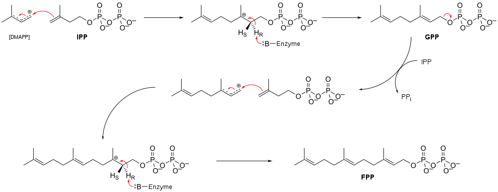 Farnesylpyrophosphate synthase (FPPS) reaction.svg