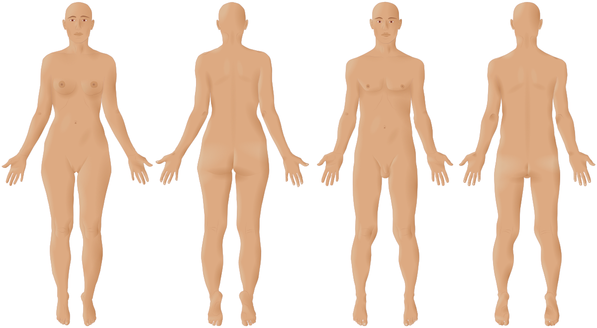 human body front and back