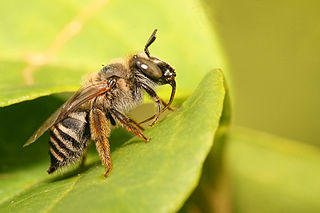 <i>Tetraloniella</i> Genus of bees