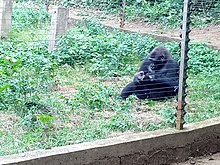 Female Gorilla in Mefou Sanctuary, Cameroon Femelle gorille dans la reserve de la Mefou.jpg