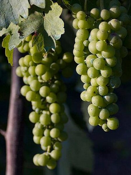 Fiano grapes pre-veraison