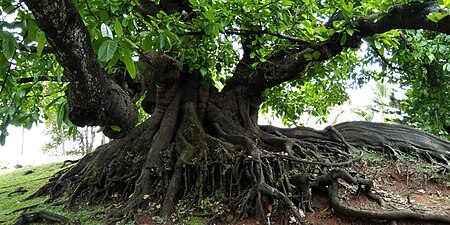 Ficus obtusifolia, figuier maudit