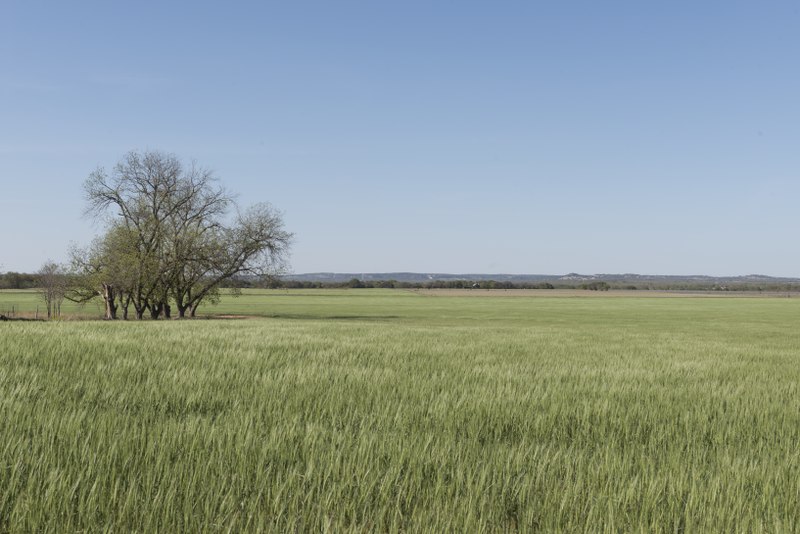 File:Field of high, waving grass in Gillespie County, Texas LCCN2014633203.tif