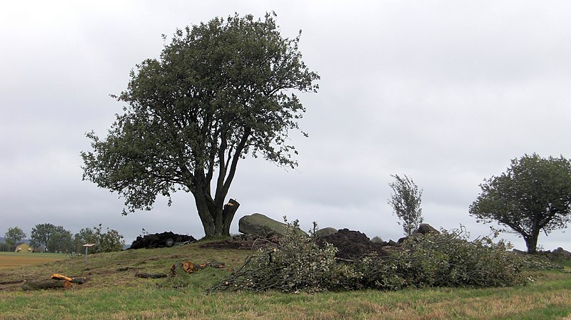 File:Firse sten (Raä-nr Falköpings Östra 1-1) utgrävning-08 1367.jpg