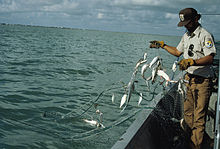 Fish and Wildlife Service worker on boat checking gillnet full of fish. Fish and Wildlife Service worker on boat checking gill net full of fish.jpg