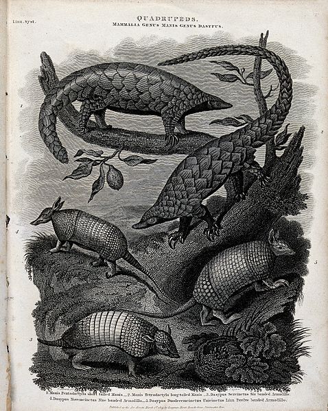 File:Five four-footed mammals, including manis and armadillos. Li Wellcome V0020572.jpg