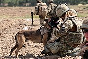 イギリス軍の軍用犬