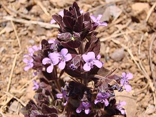 <i>Marsypianthes</i> genus of plants