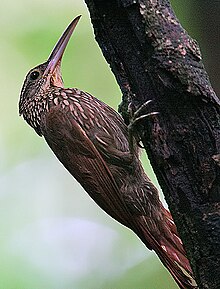 Flickr - Rainbirder - піл сүйегінен жасалған ағаш өңдеушісі (Xiphorhynchus flavigaster) .jpg