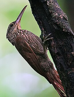 Кокоа мексиканський (Xiphorhynchus flavigaster)