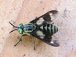 Blindingen har store mørke parti på vingene og metallskinnende fasettøyer. Dette er en (hunn). (Chrysops spp.)