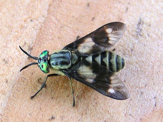 Tabanidae — Wikipédia