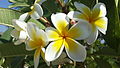 Flowers of Plumeria Rubra in Israel