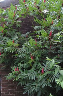 Rhus typhina