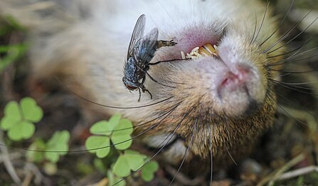 Fly laying eggs at a recently deceased chipmunk by Linda Eyster