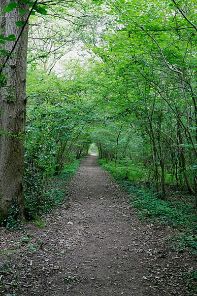 File:Footpath through Swanwick Wood - geograph.org.uk - 464674.jpg