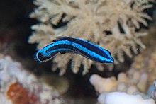 Fourlined wrasse.jpg