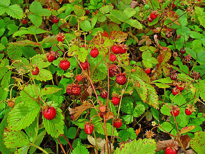 Fragaria vesca Fruits