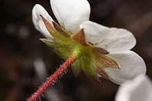 Le calicule du Fragaria est composé de 5 sépalules provenant chacun de la soudure 2 à 2 de 10 stipules.