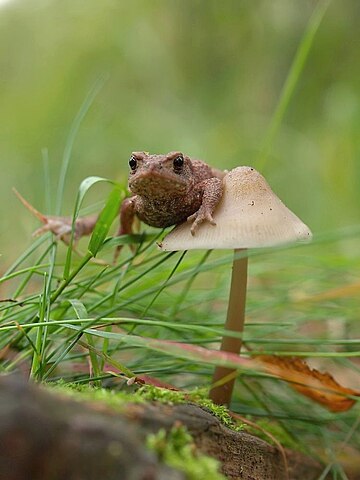 File:Frog on mushroom.jpg - Wikimedia Commons