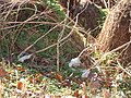 Group of Frost Flowers