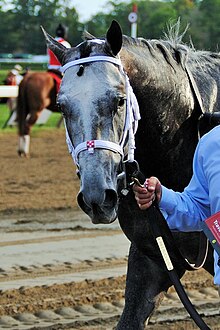 Frosted after the Travers.jpg