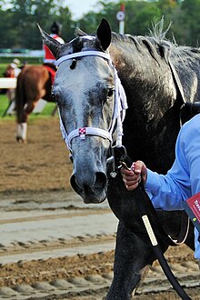 Kentucky Derby 2014 Chart