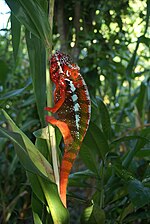 Un caméléon Furcifer pardalis et ses couleurs vives.