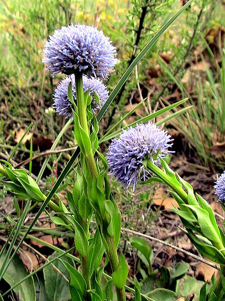 File:GLOBULARIA VULGARIS - APIS - IB-156 (Senet de pobre).JPG