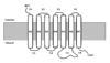 GPCR.png