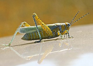 <i>Poecilotettix</i> Genus of grasshoppers