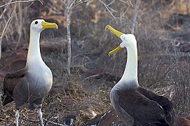 張開鳥喙