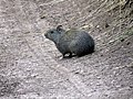 Vorschaubild für Tiefland-Wieselmeerschweinchen