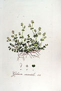 Galium saxatile — Flora Batava — Volume v7.jpg