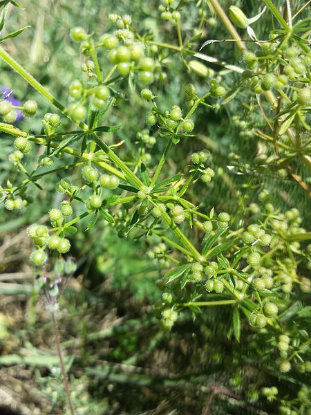 File:Galium spurium sl7.jpg