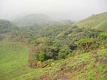 Gallery forest in the Simandou Range, Guinea