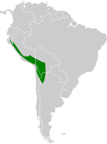 File:Gallinago andina map.svg