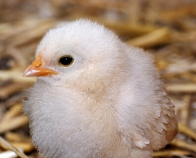 Chicken; Bird park Steinen, Steinen, Baden-Württemberg, Germany